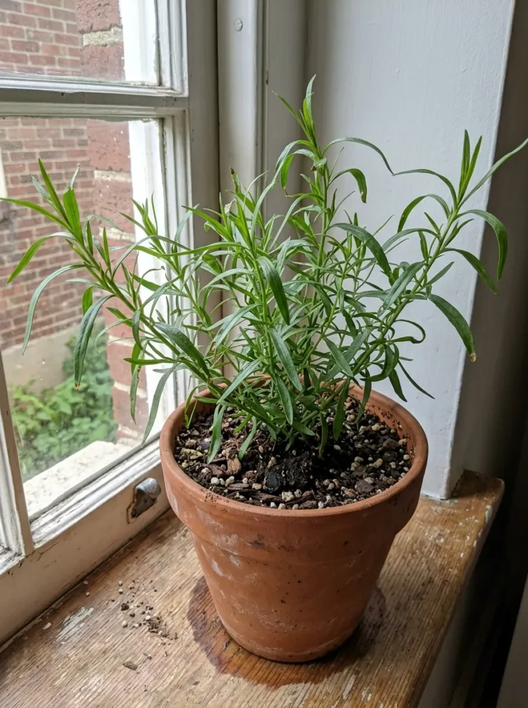 Tarragon herb plant growing indoors in a small pot on a sunny windowsill