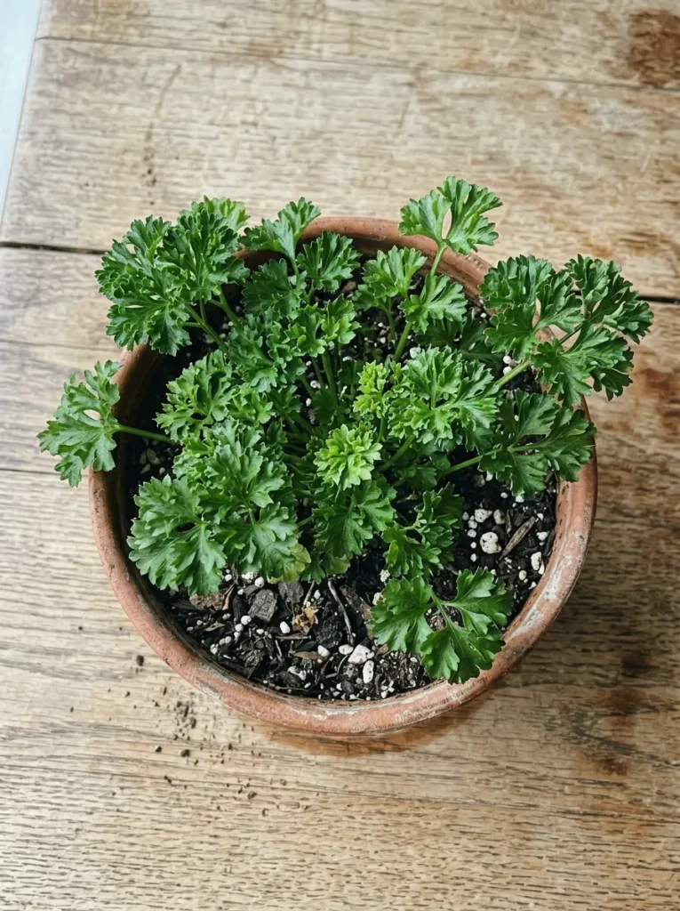 Curly parsley plant growing indoors in a small pot on a wooden table